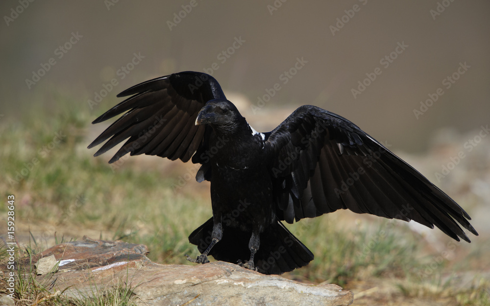 Fototapeta premium White-necked Raven