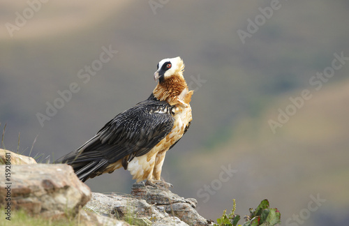 Lammergeyer or Bearded Vulture photo