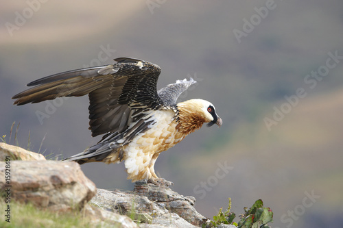 Lammergeyer or Bearded Vulture photo