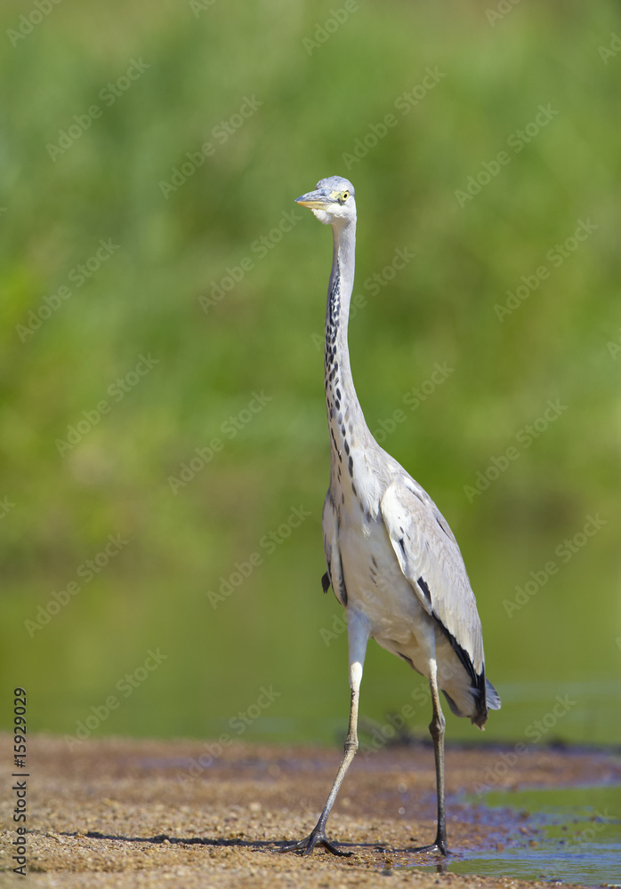 Fototapeta premium Grey Heron bird