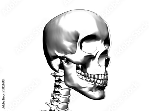 skull