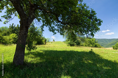 Tree and his shadow on the summer meadow