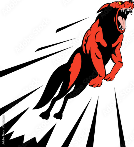 Red wolf jumping and attacking