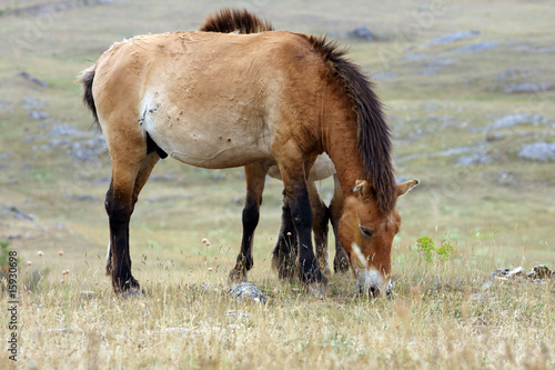 cheval de przewalski-Equus przewalskii