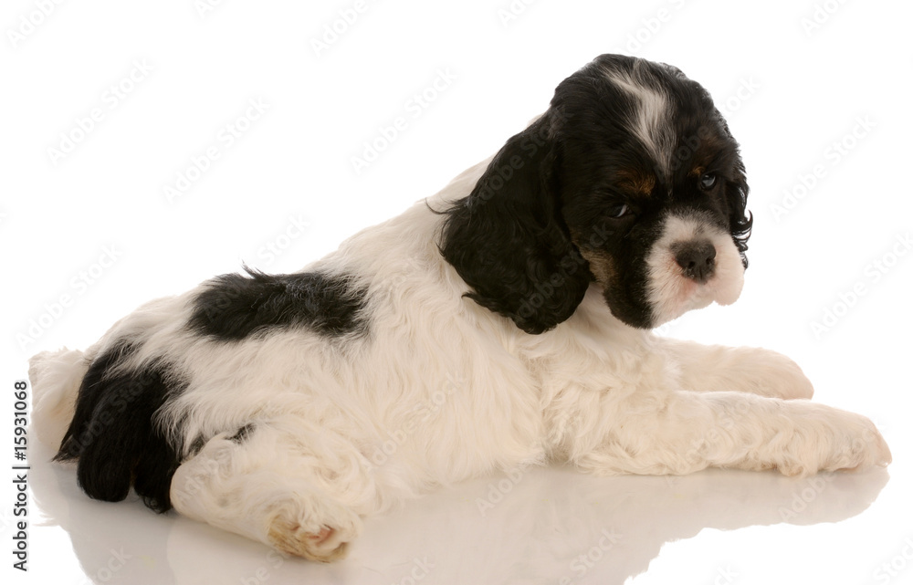 tricolor american cocker spaniel puppy with reflection
