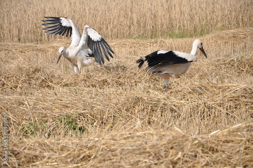 two storks on the field #15931049