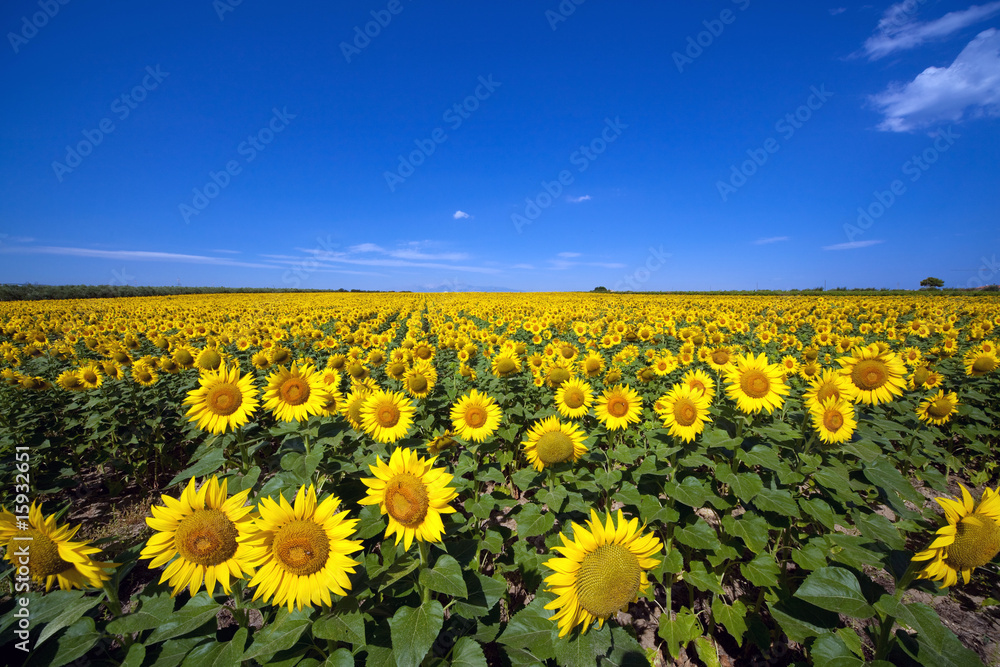 Fototapeta premium campo di girasoli