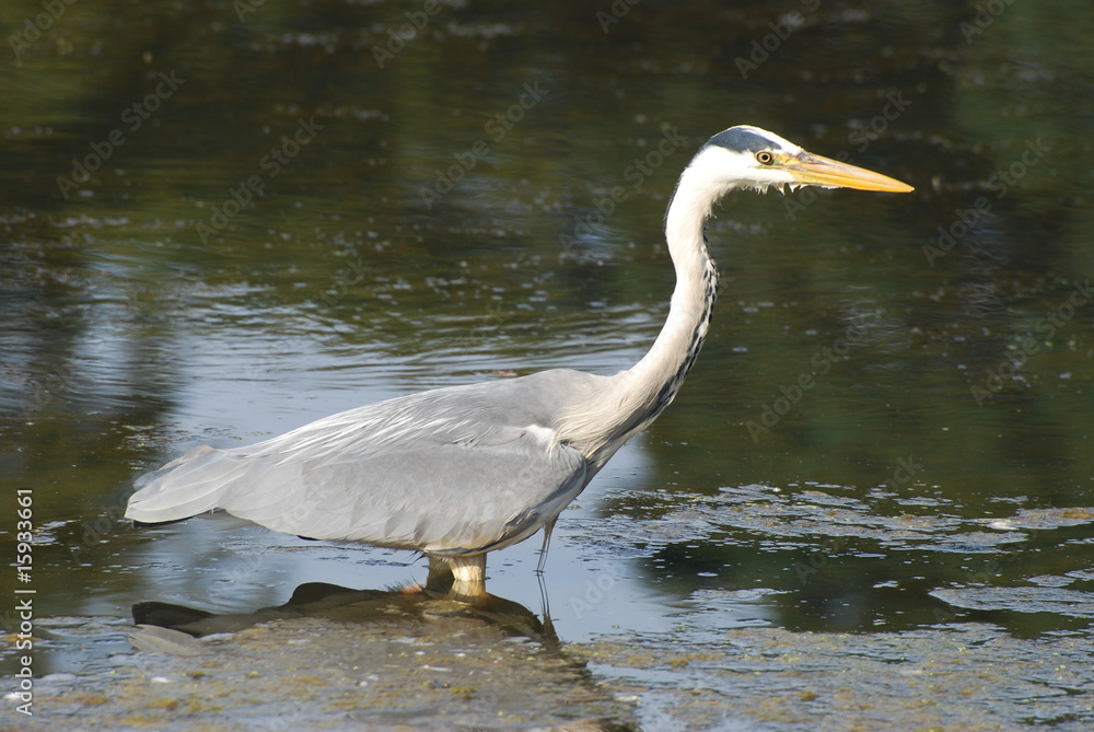 Naklejka premium Heron standing in water