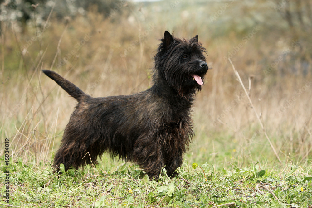 cairn terrier noir debout de profil dans l'herbe - immobile cairn terrier noir debout de profil dans l'herbe - immobile