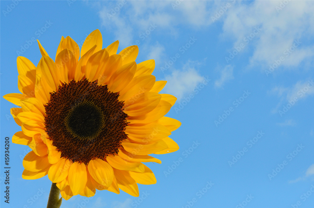 Fototapeta premium sonnblumenhimmel