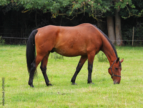 Grazing Bay Horse photo