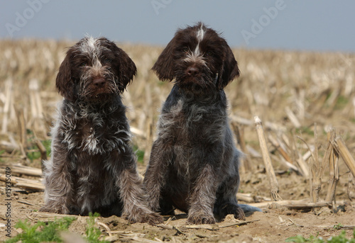 deux jeunes griffon korthals assis côte à côte dans un champ photo