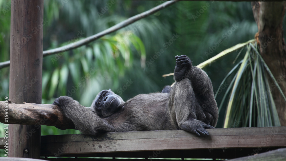 Obraz premium animal