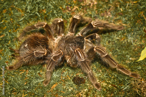 Spider 1 - Araignee