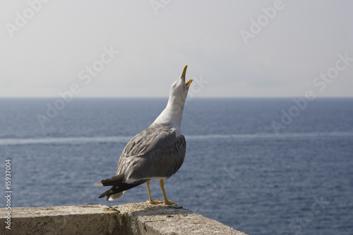 Fotografie mouette criant vers l'océan