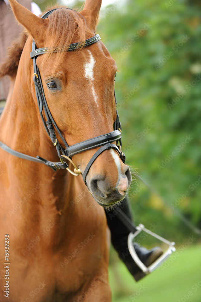 Obraz premium Pferde 4