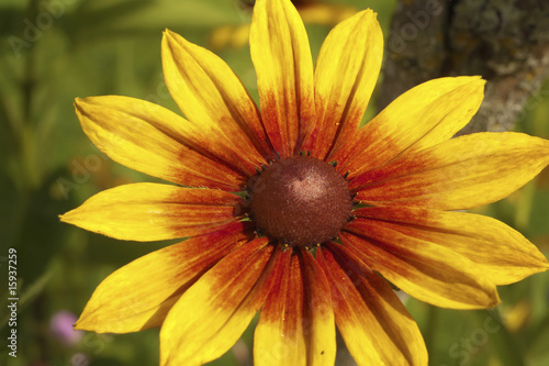 Yellow red chrysanthemum