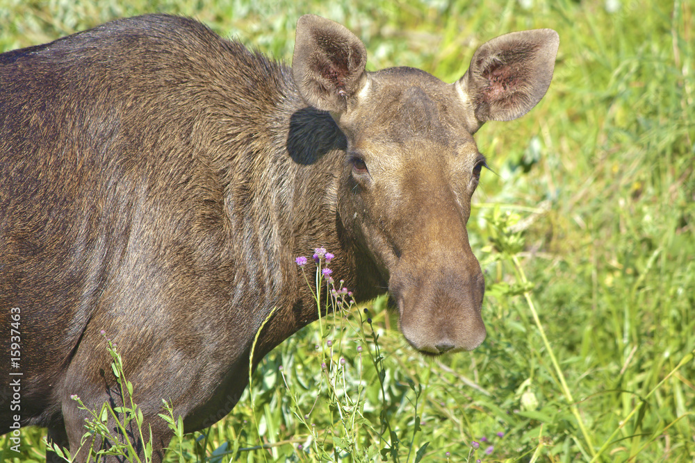 Fototapeta premium Portrait of elk