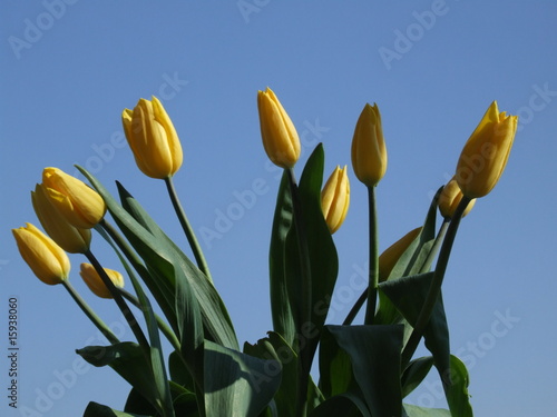 tulipany © GKor