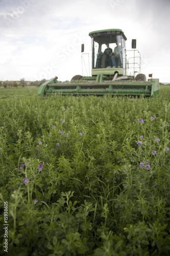 Windrower cutting alfalfa photo