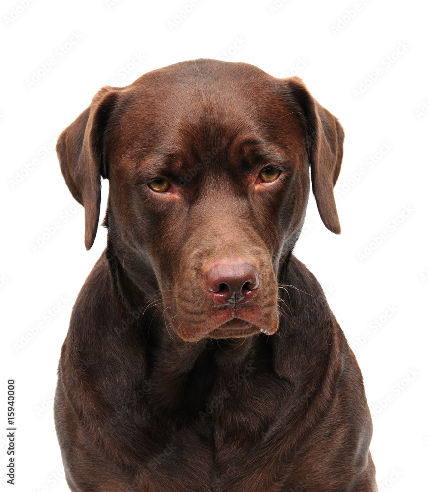 sad labrador sad labrador