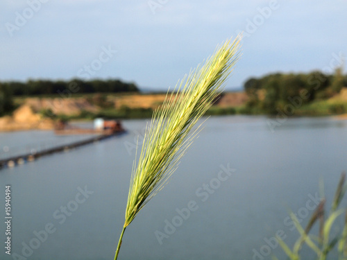 Gras am See photo