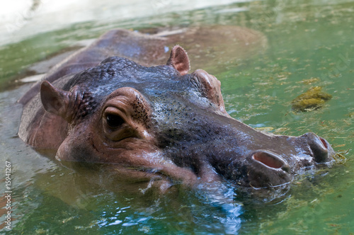large hippo © Andreas Gradin