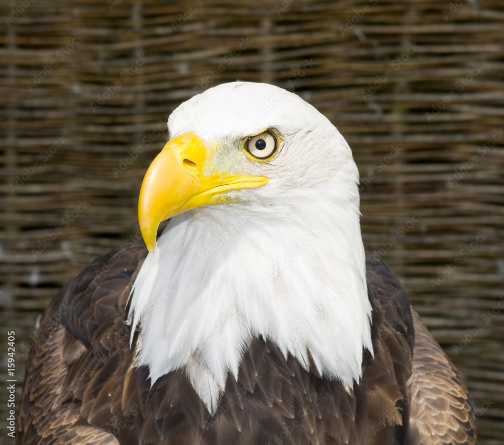 Fototapeta premium Bald Eagle