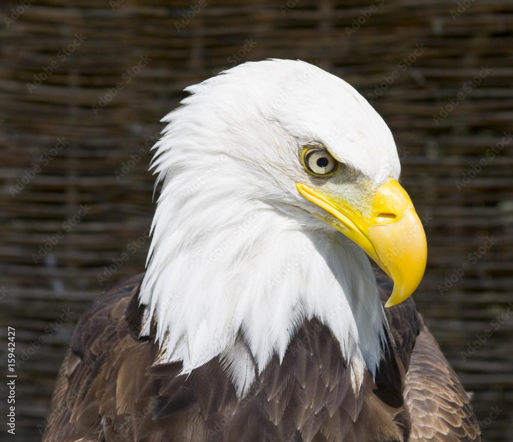 Fototapeta premium Bald Eagle III