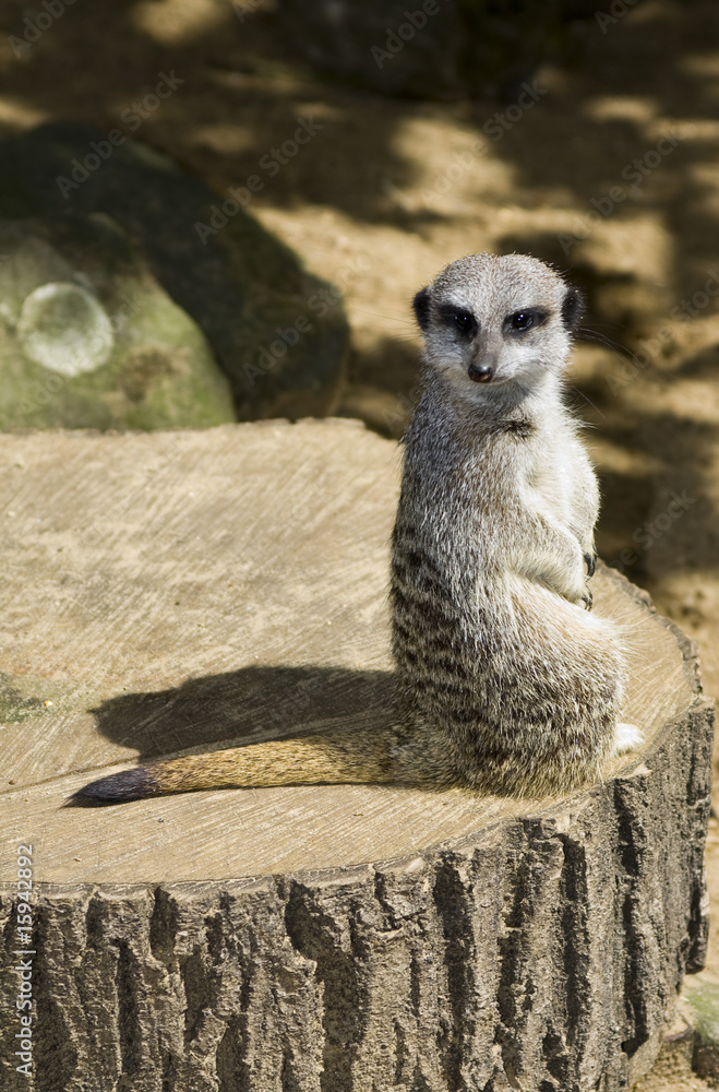 Fototapeta premium Meercat
