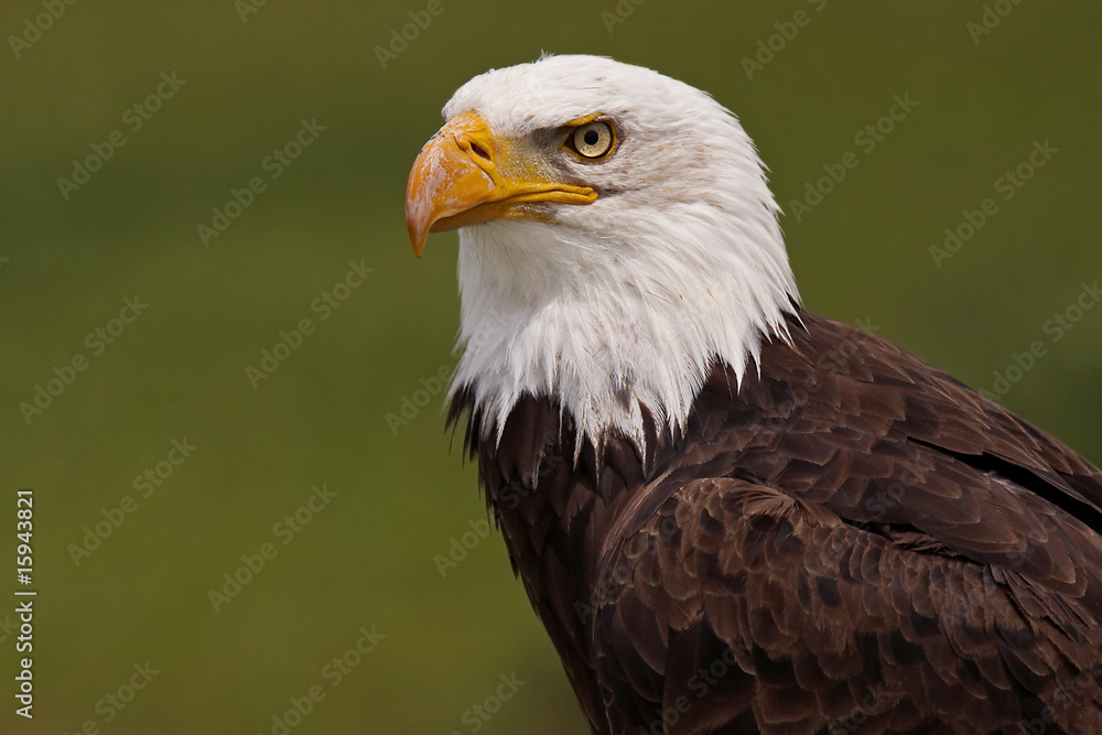 Fototapeta premium Looking Into The Future