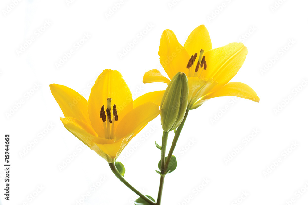 yellow liles yellow liles