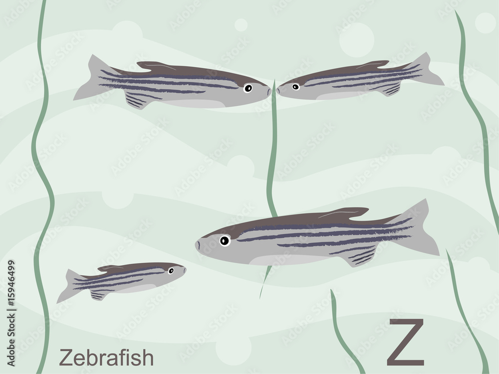 Animal alphabet flash card, Z for zebrafish
