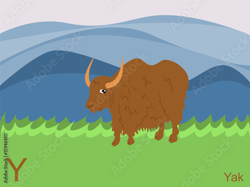 Animal alphabet flash card, Y for yak