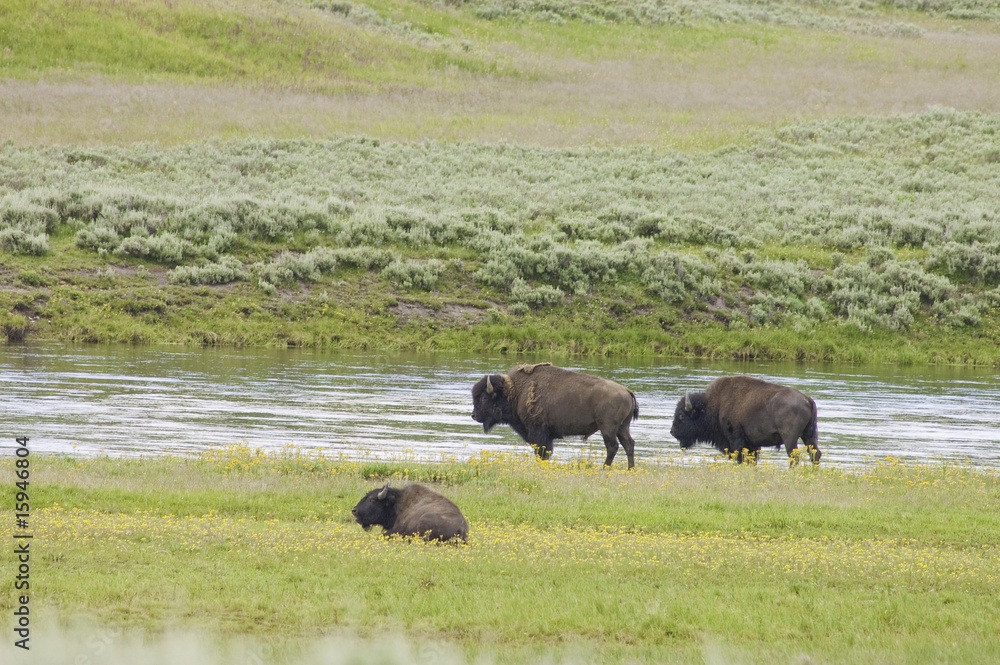 iconic buffalo beside the yellowstone river iconic buffalo beside the yellowstone river