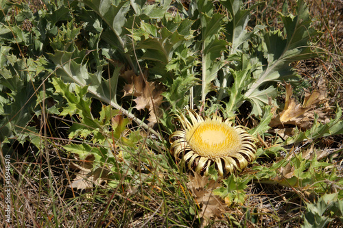 carline à feuilles d'acanthe