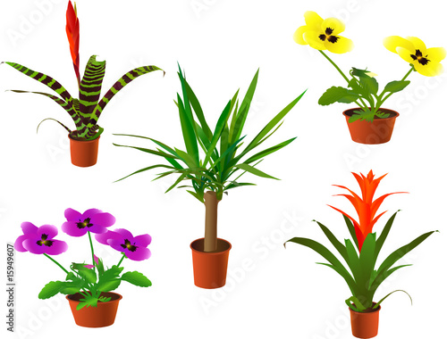 Window plants collection (vector illustration)