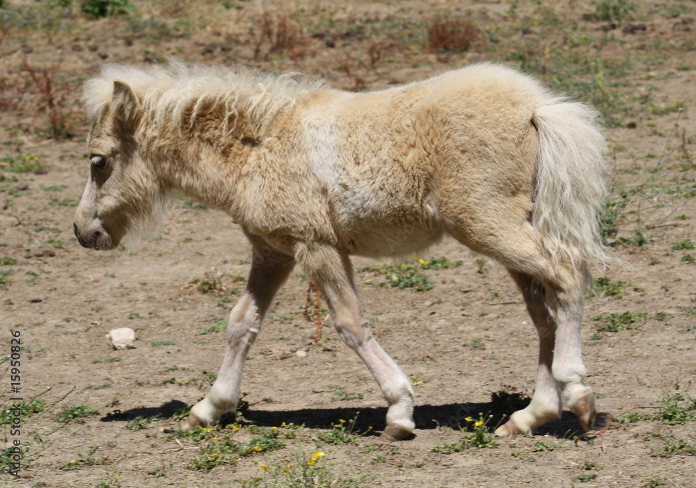 Obraz premium Poni casi recien nacido, cria de poni.