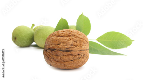 Walnut with leaves