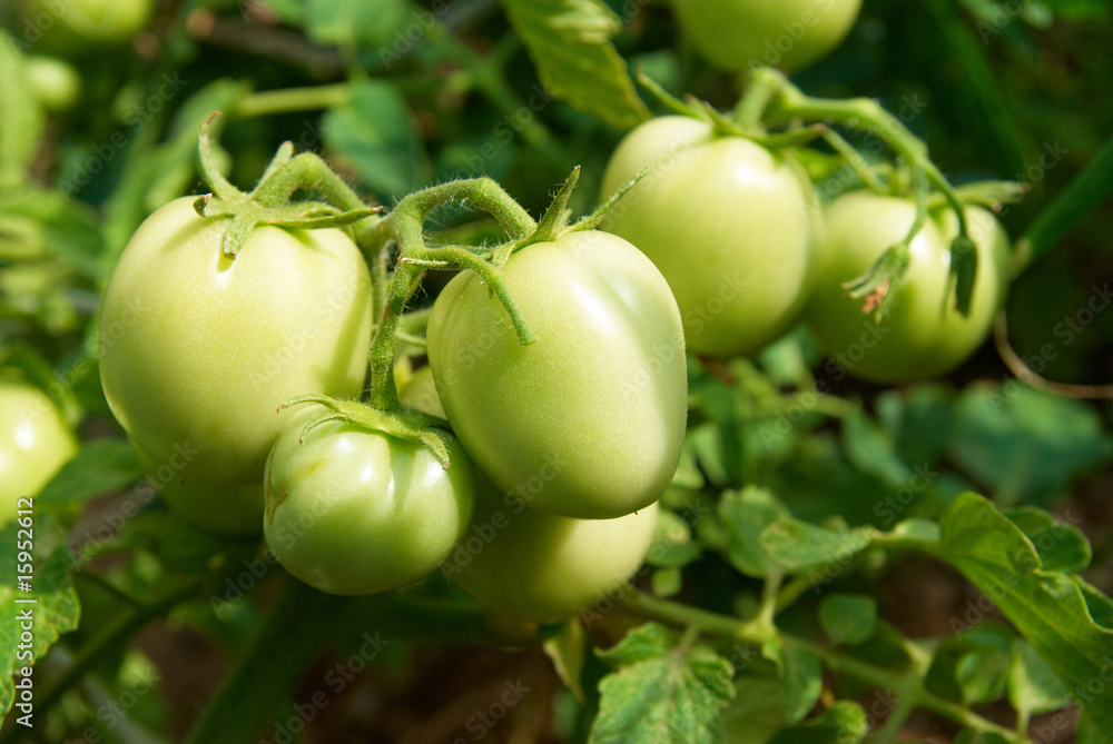 Green tomatoes