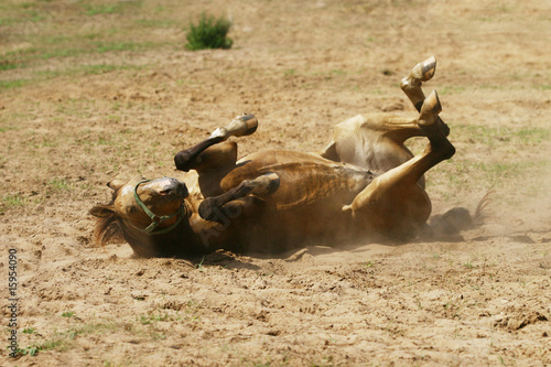 playfull horse