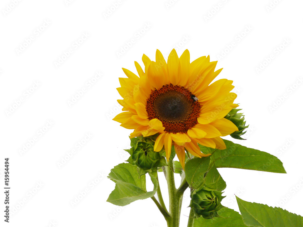 Obraz premium sonnenblume