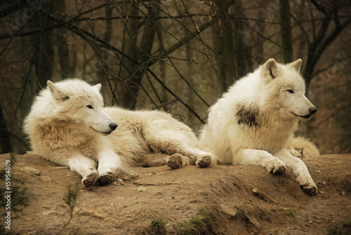 White wolfs