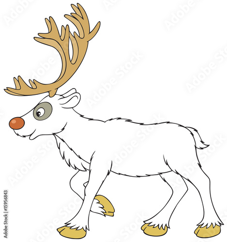 Reindeer