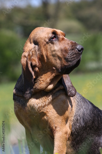 Canvas Print portrait d'un saint-hubert de profil regardant au loin - nature