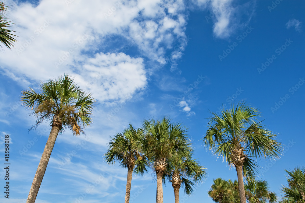 palm trees over blue sky palm trees over blue sky