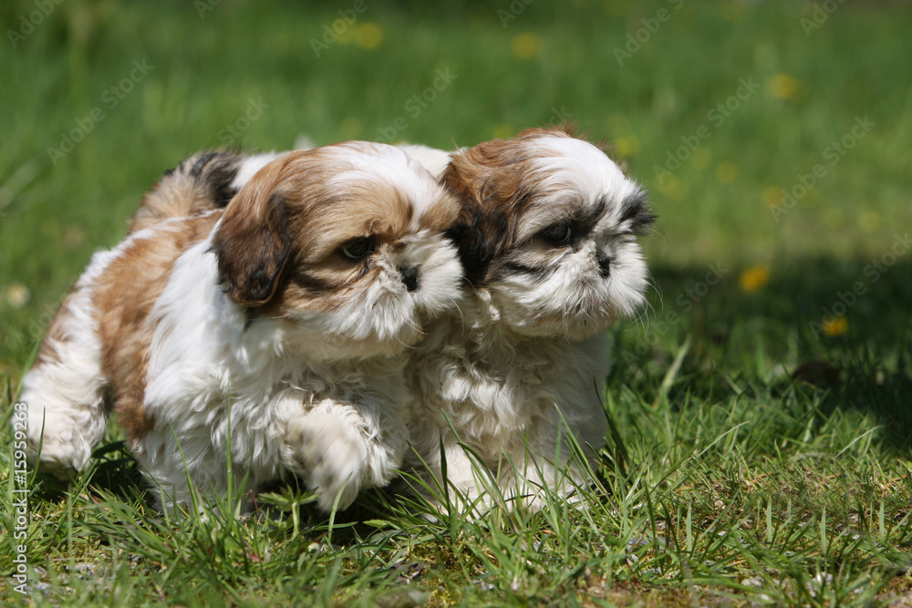 deux petits shih tzu marchant côte à côte de trois quart