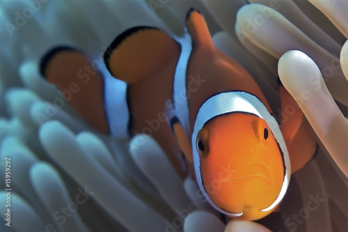 Vászonkép A clownfish hiding in an anenome. Coral Sea.