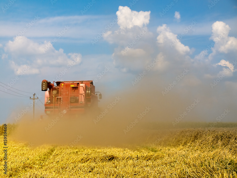 Fototapeta premium harvesting