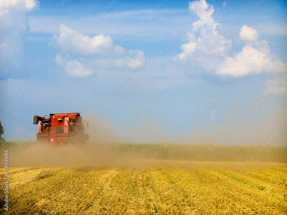 Naklejka premium harvesting